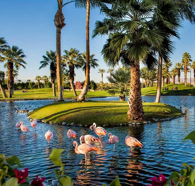 JW Marriott Palm Desert flamingos on water